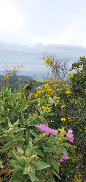 Balade au calme de la vigne à la dune - Saint-Cyr-sur-Mer - 13