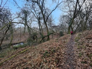 Promenade dans la pinède - Salles - 3