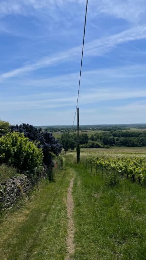 Circuit du Loroux via Les Moulins et Le Pont de l'Ouen - Le Loroux-Bottereau - 3