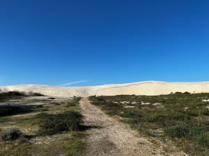 Biscarrosse plage entre dunes et forêt - Biscarrosse - 12