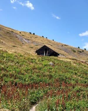 Du col de Vars à Vars les Claux par le chemin des myrtilles - Vars - 7