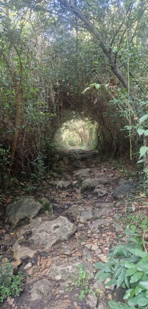 Vallauris : virée hors du temps à l'oppidum des Encourdoules - Vallauris - 6