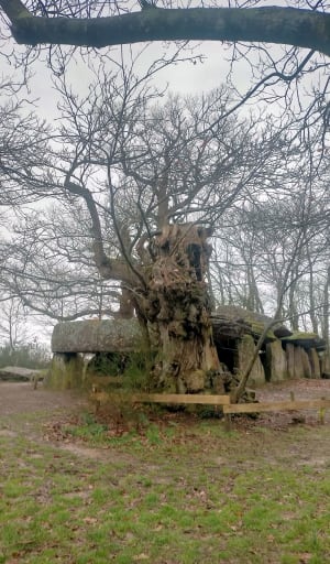 Magie de la Roche aux Fées et balade en nature champêtre - Le-Theil-de-Bretagne - 8