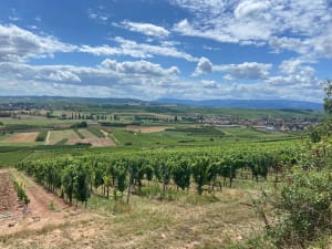Westhoffen et immersion délicieuse dans les vignobles - Westhoffen - 3