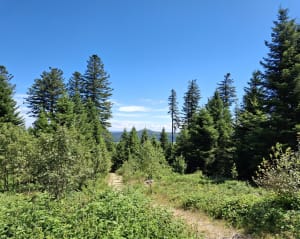 Randonnée en forêt du Meygal - Queyrières - 3