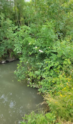 Marais du Langon - Am - 11