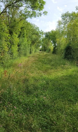 Marais du Langon - Am - 12