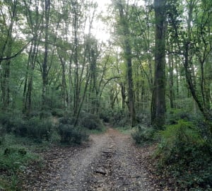 Les sous-bois de Reden autour de La Lande de Fronsac - Saint-André-de-Cubzac - 15