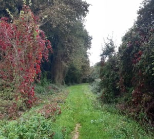 Les sous-bois de Reden autour de La Lande de Fronsac - Saint-André-de-Cubzac - 19