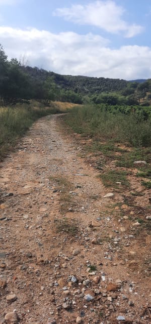 Boucle du Racou au jardin du Roussillon autour d'Argelès sur Mer - Argelès-sur-Mer - 3