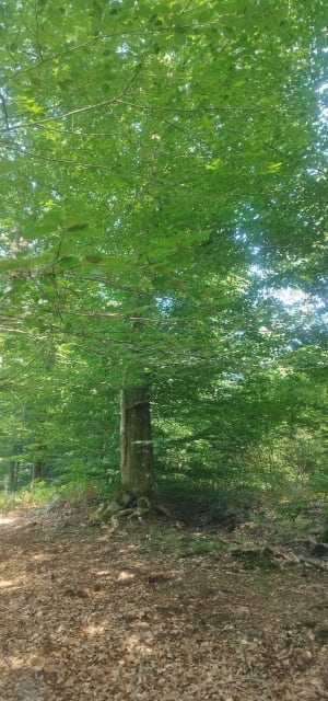 La jolie Forêt - Saint-Amand-les-Eaux - 4
