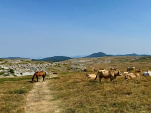 Plateau de Font d'Urle et curiosités géologiques - Font d'Urle - 6