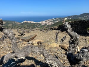 Les hauts de Banyuls - Banyuls-sur-Mer - 28