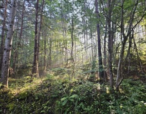 Nature ombragé à Vorey-sur-Arzon - Vorey - 2