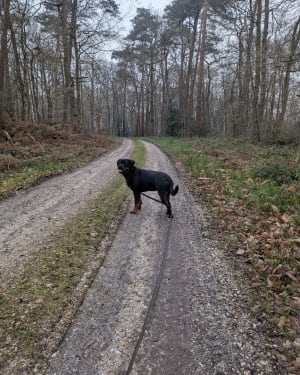 Sortie en forêt de Caudebec - Rives-en-Seine - 3