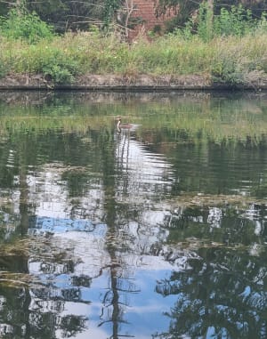 Aller retour le long du canal de Saint-Quentin à Lesdins - Saint-Quentin - 2