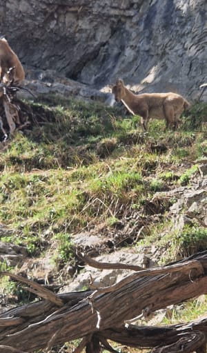 Belvédère du Pas du Roc - Fillière - 27