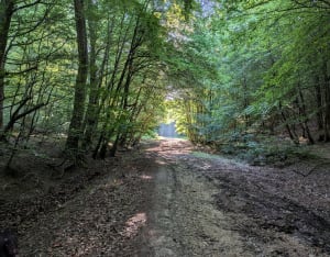 Balade à Grand-Couronne et beautés du milieu forestier - Grand-Couronne - 2