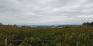 Tour de vignes autour de Saint-Pargoire - Saint-Pargoire - 3