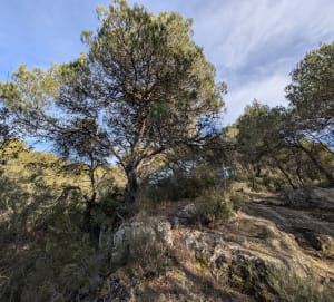 Randonnée dans les bois de Peyrolles-en-Provence - Candie - 6