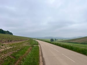 Wijngaarden van Chablis en inzicht in de wijnstok - Franck - 4