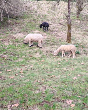 De grote lus van Saint-Dizier - Saint-Dizier - 55
