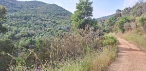 Mimosas à Roquebrune-sur-Argens - Roquebrune-sur-Argens - 11