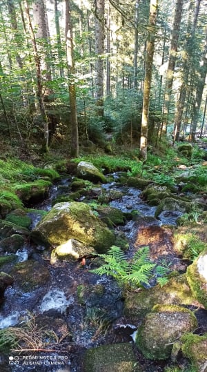 Echappée en forêt de Gérardmer et cascades mélodieuses - Gérardmer - 65