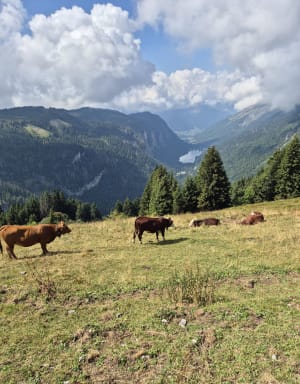 Entre Morzine et Avoriaz avec vue sur Montriond et la Suisse - Châtel - 8