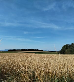 Dans les Monts du Lyonnais, par Grand Mont, depuis Riverie - Riverie - 35