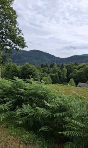 Korte familiewandeling in Fresse-sur-Moselle - Fresse-sur-Moselle - 6