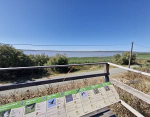 Étang de Vendres - Lespignan - 6