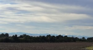 Sortie végétale à Assignan et beauté du maquis - Assignan - 4