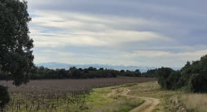 Sortie végétale à Assignan et beauté du maquis - Assignan - 6