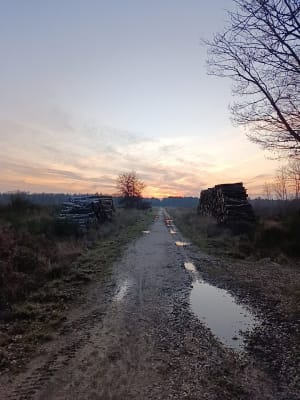 Petite balade en forêt de Sénart - Montgeron - 5