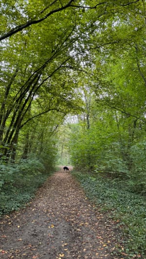 Balade en forêt de Cheptainville - Cheptainville - 13