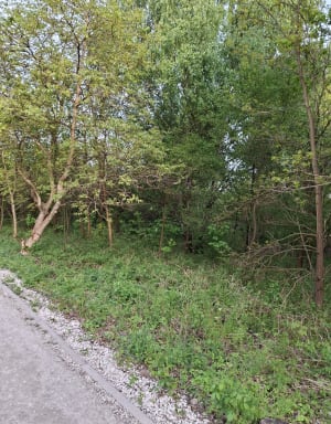 Dookoła Zakrzówka lasem i ścieżkami szutrowymi - Kraków - 2