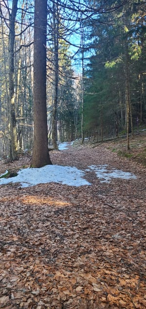 Balade enneigée dans la forêt du Faÿ - Notre-Dame-de-Bellecombe - 4