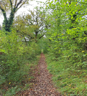 Petite promenade le long du Cernon - Saint-Georges-de-Luzençon - 7