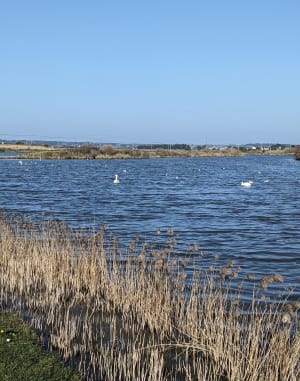 Wandel tussen zee en moeras in Batz-sur-Mer - Batz-sur-Mer - 7