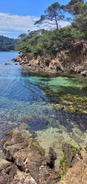 Tour de l'île de Port-Cros et découverte de sa flore - Hyères - 8