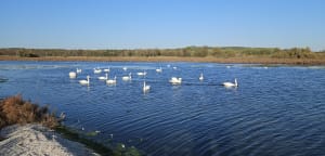 La petite Camargue à St Chamas - Brigitte - 20