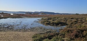 La petite Camargue à St Chamas - Brigitte - 21