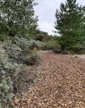 Tussen duin, bos en strand in Le Touquet - Le Touquet-Paris-Plage - 14