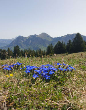 Plateau de Margériaz et sentier des tannes et glacières - Margériaz - 12