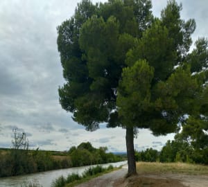 Capestang - Canal du Midi - Capestang - 2