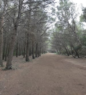 Sortie aux bois des Aresquiers - Vic-la-Gardiole - 24