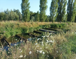 La nature, entre France et Suisse - Saint-Julien-en-Genevois - 7