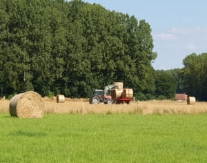 Le tour des haras à Beuvry-la-Forêt - Beuvry-la-Forêt - 2