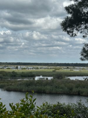 Etang de Cousseau et sa biodiversité luxuriante - Lacanau - 2